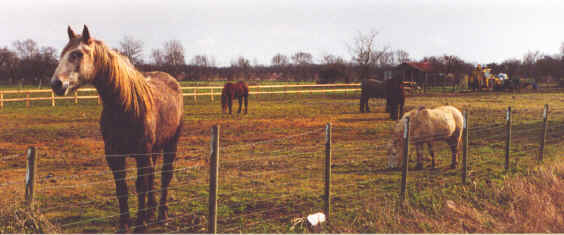 Curious Horses